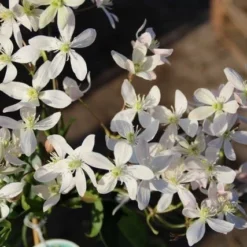 Nieuwe Producten -Exporteren Tuin Sprank Winkel clematis armandii apple blossom 3