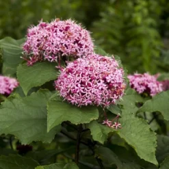 Pindakaasboom (Clerodendrum Bungei)