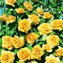 Klimroos (Rosa 'Landora')