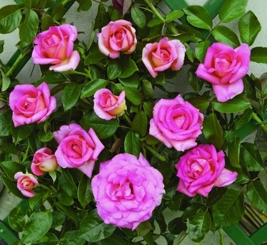 Klimroos (Rosa 'Parfum Royal') 1 Klimroos (Rosa 'Parfum Royal')