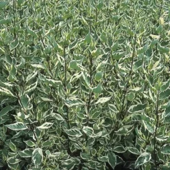 Bonte Kornoelje (Cornus Alba 'Elegantissima') 9 Bonte Kornoelje (Cornus Alba 'Elegantissima') -Exporteren Tuin Sprank Winkel coaelega 3