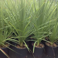 Cordyline (Cordyline Australis) 27 Cordyline (Cordyline Australis) -Exporteren Tuin Sprank Winkel cordyline australis