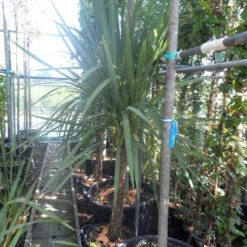 Cordyline (Cordyline Australis) 21 Cordyline (Cordyline Australis) -Exporteren Tuin Sprank Winkel cordyline australis 150 175 cont
