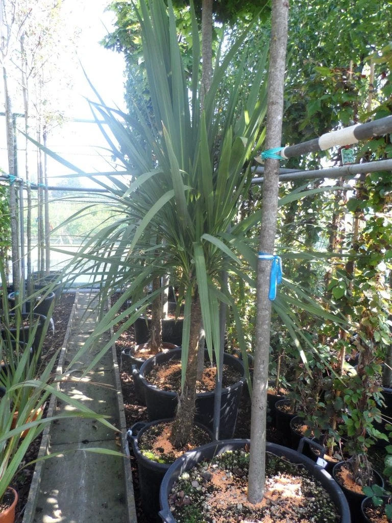 Cordyline (Cordyline Australis) 8 Cordyline (Cordyline Australis) - Afbeelding 8