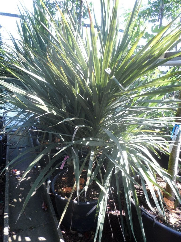 Cordyline (Cordyline Australis) 9 Cordyline (Cordyline Australis) - Afbeelding 9