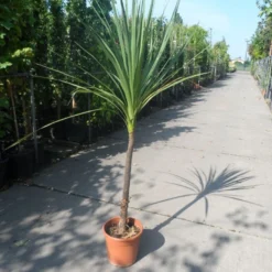 Cordyline (Cordyline Australis) 24 Cordyline (Cordyline Australis) -Exporteren Tuin Sprank Winkel cordyline australis c10