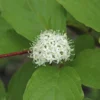 Kornoelje (Cornus Alba 'Sibirica')