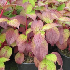 Kornoelje (Cornus Alba 'Sibirica') 11 Kornoelje (Cornus Alba 'Sibirica') -Exporteren Tuin Sprank Winkel cornus alba sibirica 1 1