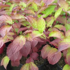 Kornoelje (Cornus Alba 'Sibirica') 12 Kornoelje (Cornus Alba 'Sibirica') -Exporteren Tuin Sprank Winkel cornus alba sibirica 2 1