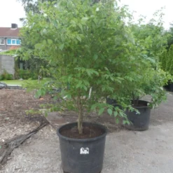 Kornoelje (Cornus Alternifolia)