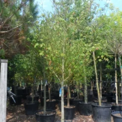 Kornoelje (Cornus Alternifolia) -Exporteren Tuin Sprank Winkel cornus alternifolia 18 20 c160 1