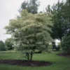 Kornoelje (Cornus Alternifolia 'Argentea')