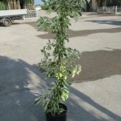 Kornoelje (Cornus Alternifolia 'Argentea') -Exporteren Tuin Sprank Winkel cornus alternifolia argentea 1