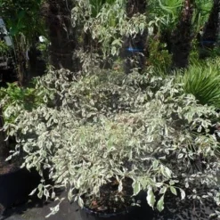Kornoelje (Cornus Alternifolia 'Argentea') -Exporteren Tuin Sprank Winkel cornus alternifolia argentea 100 125 c25 1