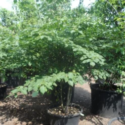 Reuzenkornoelje (Cornus Controversa)