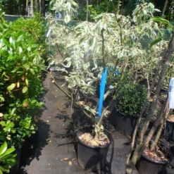 Reuzenkornoelje (Cornus Controversa 'Variegata') 27 Reuzenkornoelje (Cornus Controversa 'Variegata') -Exporteren Tuin Sprank Winkel cornus controversa variegata 125 150 c20 1