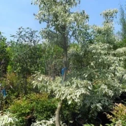 Reuzenkornoelje (Cornus Controversa 'Variegata') 25 Reuzenkornoelje (Cornus Controversa 'Variegata') -Exporteren Tuin Sprank Winkel cornus controversa variegata 175 200 250 1