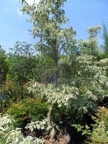 Reuzenkornoelje (Cornus Controversa 'Variegata') 11 Reuzenkornoelje (Cornus Controversa 'Variegata') - Afbeelding 11