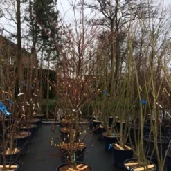 Reuzenkornoelje (Cornus Controversa 'Variegata') 28 Reuzenkornoelje (Cornus Controversa 'Variegata') -Exporteren Tuin Sprank Winkel cornus controversa variegata 2 1