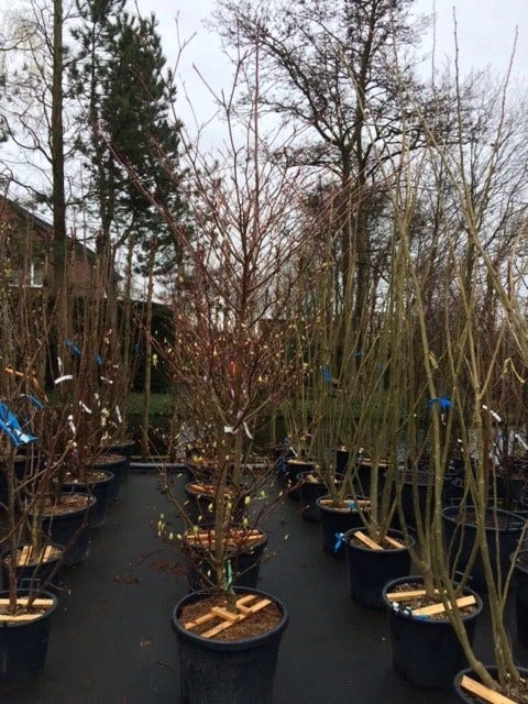 Reuzenkornoelje (Cornus Controversa 'Variegata') 14 Reuzenkornoelje (Cornus Controversa 'Variegata') - Afbeelding 14