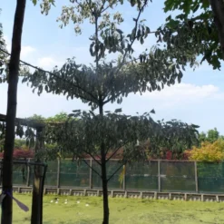 Reuzenkornoelje (Cornus Controversa 'Variegata') 26 Reuzenkornoelje (Cornus Controversa 'Variegata') -Exporteren Tuin Sprank Winkel cornus controversa variegata 250 300 c285 1