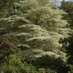 Reuzenkornoelje (Cornus Controversa 'Variegata') 29 Reuzenkornoelje (Cornus Controversa 'Variegata') -Exporteren Tuin Sprank Winkel cornus controversa variegata 2 1 1