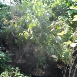 Amerikaanse Kornoelje (Cornus Florida 'Rubra') 18 Amerikaanse Kornoelje (Cornus Florida 'Rubra') -Exporteren Tuin Sprank Winkel cornus florida 150 175 200 c50 3