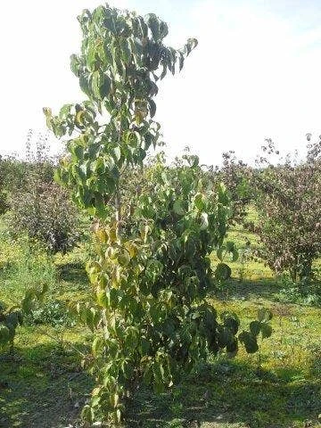 Veelbloemige Kornoelje (Cornus Florida 'Cloud Nine') 4 Veelbloemige Kornoelje (Cornus Florida 'Cloud Nine') - Afbeelding 4