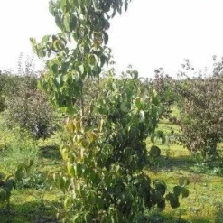 Amerikaanse Kornoelje (Cornus Florida 'Rubra') 16 Amerikaanse Kornoelje (Cornus Florida 'Rubra') -Exporteren Tuin Sprank Winkel cornus florida 180 2