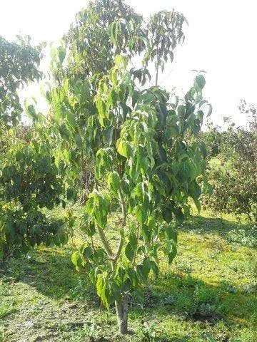 Veelbloemige Kornoelje (Cornus Florida 'Cloud Nine') 6 Veelbloemige Kornoelje (Cornus Florida 'Cloud Nine') - Afbeelding 6