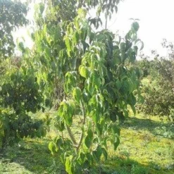Amerikaanse Kornoelje (Cornus Florida 'Rubra') 19 Amerikaanse Kornoelje (Cornus Florida 'Rubra') -Exporteren Tuin Sprank Winkel cornus florida 180 3 2