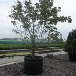 Amerikaanse Kornoelje (Cornus Florida 'Rubra') 17 Amerikaanse Kornoelje (Cornus Florida 'Rubra') -Exporteren Tuin Sprank Winkel cornus florida 350 400 c750 2