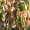 Kornoelje Op Stam (Cornus Florida 'Rainbow')