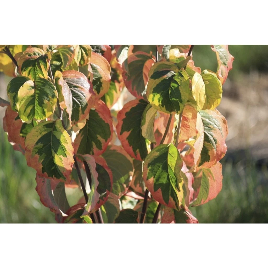 Kornoelje (Cornus Florida 'Rainbow') 1 Kornoelje (Cornus Florida 'Rainbow')