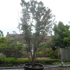 Amerikaanse Kornoelje (Cornus Florida 'Rubra') 15 Amerikaanse Kornoelje (Cornus Florida 'Rubra') -Exporteren Tuin Sprank Winkel cornus florida rubra 400 500 c750