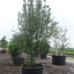 Gele Kornoelje (Cornus Mas) 8 Gele Kornoelje (Cornus Mas) -Exporteren Tuin Sprank Winkel cornus mas 400 500 c750 1