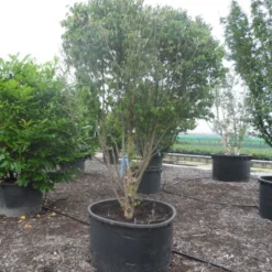 Gele Kornoelje (Cornus Mas) 9 Gele Kornoelje (Cornus Mas) -Exporteren Tuin Sprank Winkel cornus mas ombrella c600 1