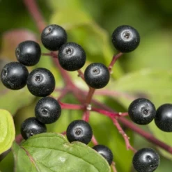 Rode Kornoelje (Cornus Sanguinea)