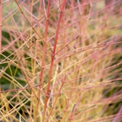 Kornoelje (Cornus Sanguinea 'Midwinter Fire')