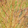 Kornoelje (Cornus Sanguinea 'Winter Beauty)