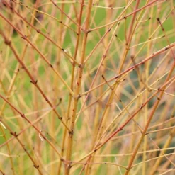 Kornoelje (Cornus Sanguinea 'Winter Beauty)