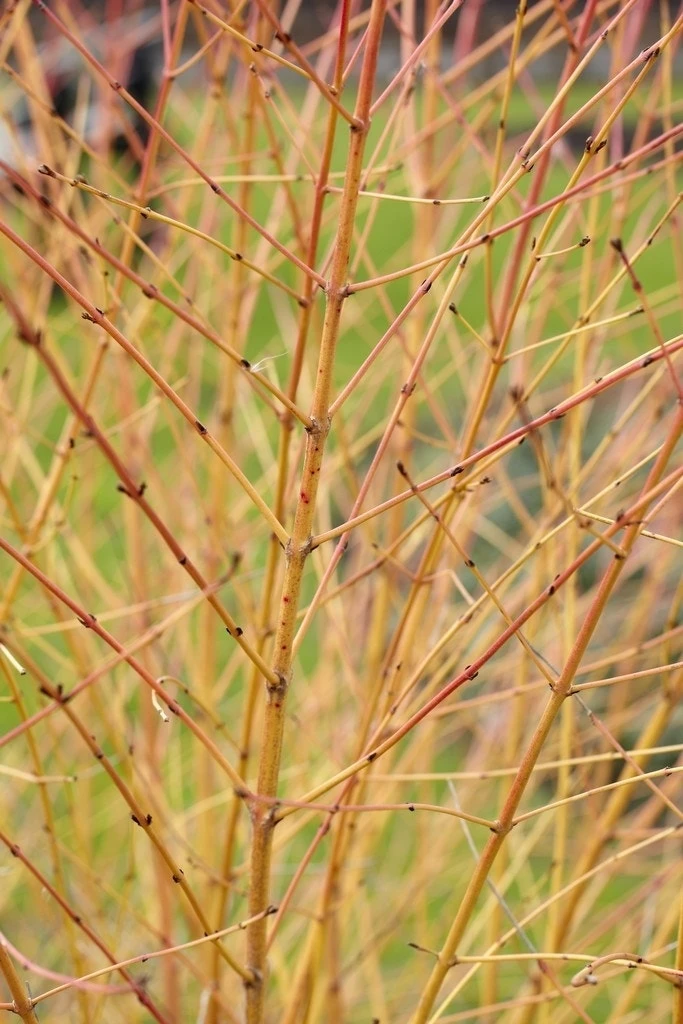 Kornoelje (Cornus Sanguinea 'Winter Beauty) 1 Kornoelje (Cornus Sanguinea 'Winter Beauty)