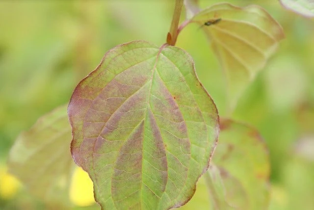 Kornoelje (Cornus Sanguinea 'Winter Beauty) 6 Kornoelje (Cornus Sanguinea 'Winter Beauty) - Afbeelding 6