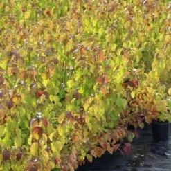 Kornoelje (Cornus Sanguinea 'Winter Beauty) 16 Kornoelje (Cornus Sanguinea 'Winter Beauty) -Exporteren Tuin Sprank Winkel cornus winter beauty 1 1