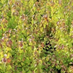 Kornoelje (Cornus Sanguinea 'Winter Beauty) 17 Kornoelje (Cornus Sanguinea 'Winter Beauty) -Exporteren Tuin Sprank Winkel cornus winter beauty 2 1