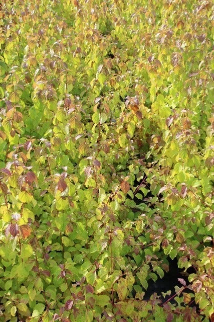 Kornoelje (Cornus Sanguinea 'Winter Beauty) 9 Kornoelje (Cornus Sanguinea 'Winter Beauty) - Afbeelding 9