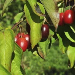 Gele Kornoelje (Cornus Mas) 7 Gele Kornoelje (Cornus Mas) -Exporteren Tuin Sprank Winkel cornusmas vruchtv01 1