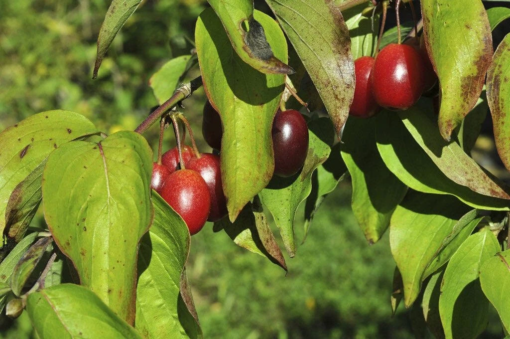 Gele Kornoelje (Cornus Mas) 3 Gele Kornoelje (Cornus Mas) - Afbeelding 3