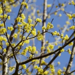 Gele Kornoelje (Cornus Mas)