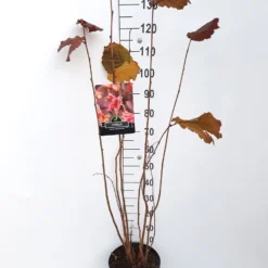 Hazelaar/Hazelnoot (Corylus Avellana 'Rode Zellernoot') 7 Hazelaar/Hazelnoot (Corylus Avellana 'Rode Zellernoot') -Exporteren Tuin Sprank Winkel corylus rode zellernoot c10 v01